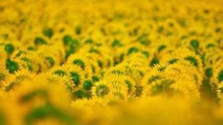 ЕК готви двойно по-високи субсидии за най-дребните земеделци