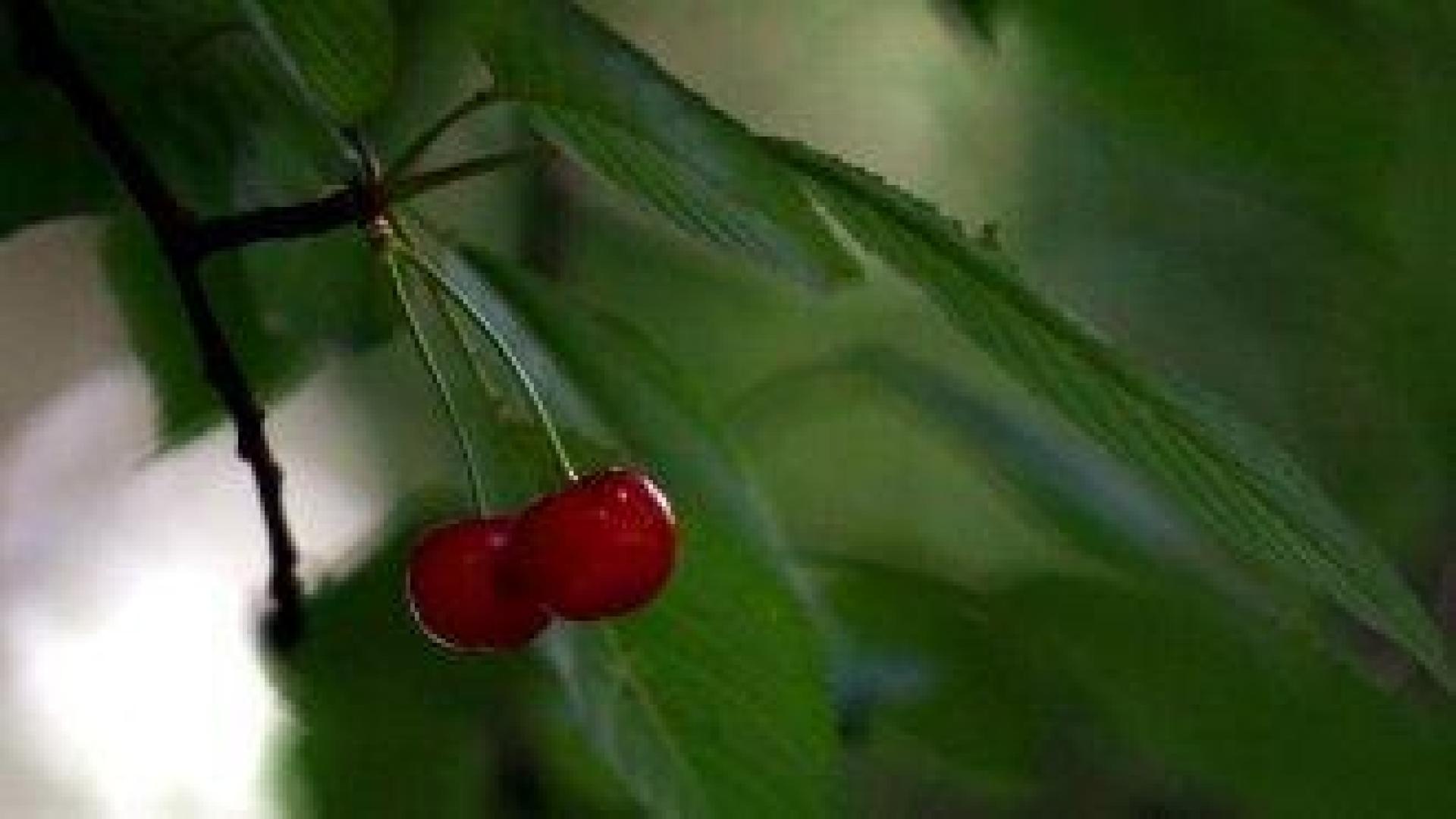 Цените на черешите в Сърбия и Северна Македония шокираха потребителите