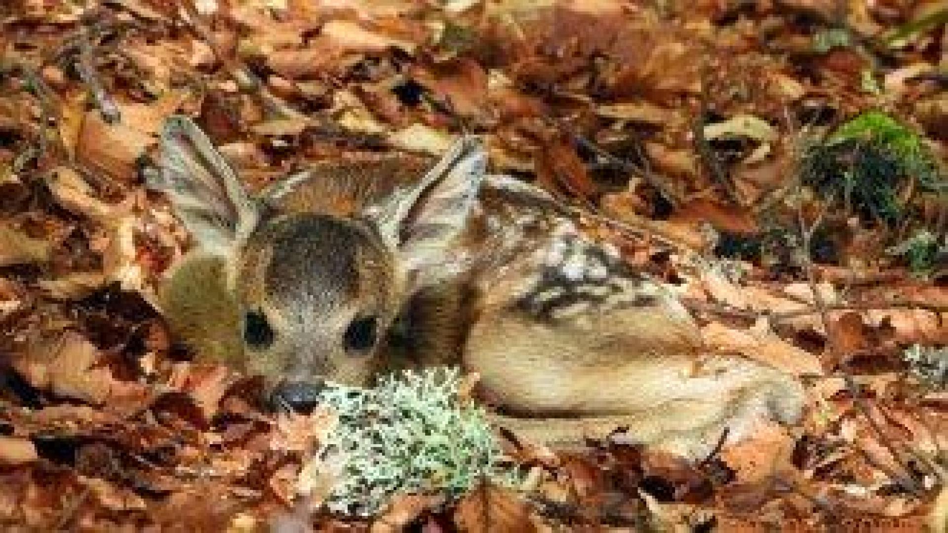 Намерите ли малко еленче в гората, не го взимайте. Не е изоставено, майка му е наблизо