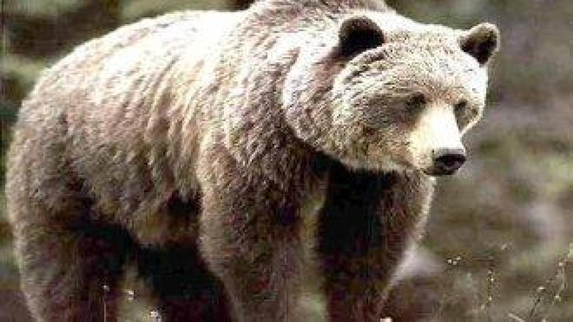 МОСВ работи за намаляване на конфликтите между мечката и човека