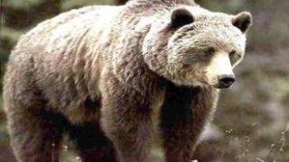 МОСВ работи за намаляване на конфликтите между мечката и човека