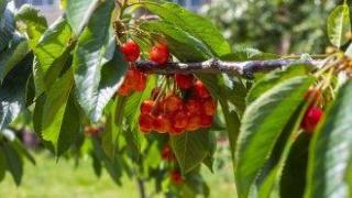 Неспиращият дъжд в Кюстендилско ще увреди и малкото останали череши