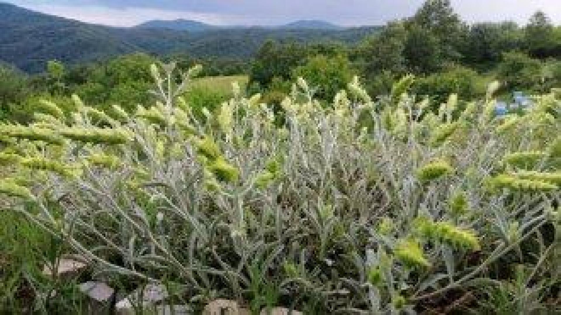 България защити странджанския билков чай на пазара на ЕС