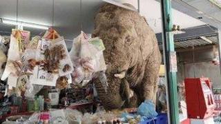 Див слон влезе в магазин в Тайланд да си похапне