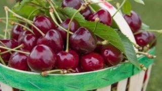 "Кюстендилската череша" поема по пътя на защитено наименование в ЕС