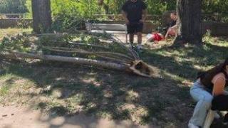Паднал клон уби 78-годишен мъж в Пловдив