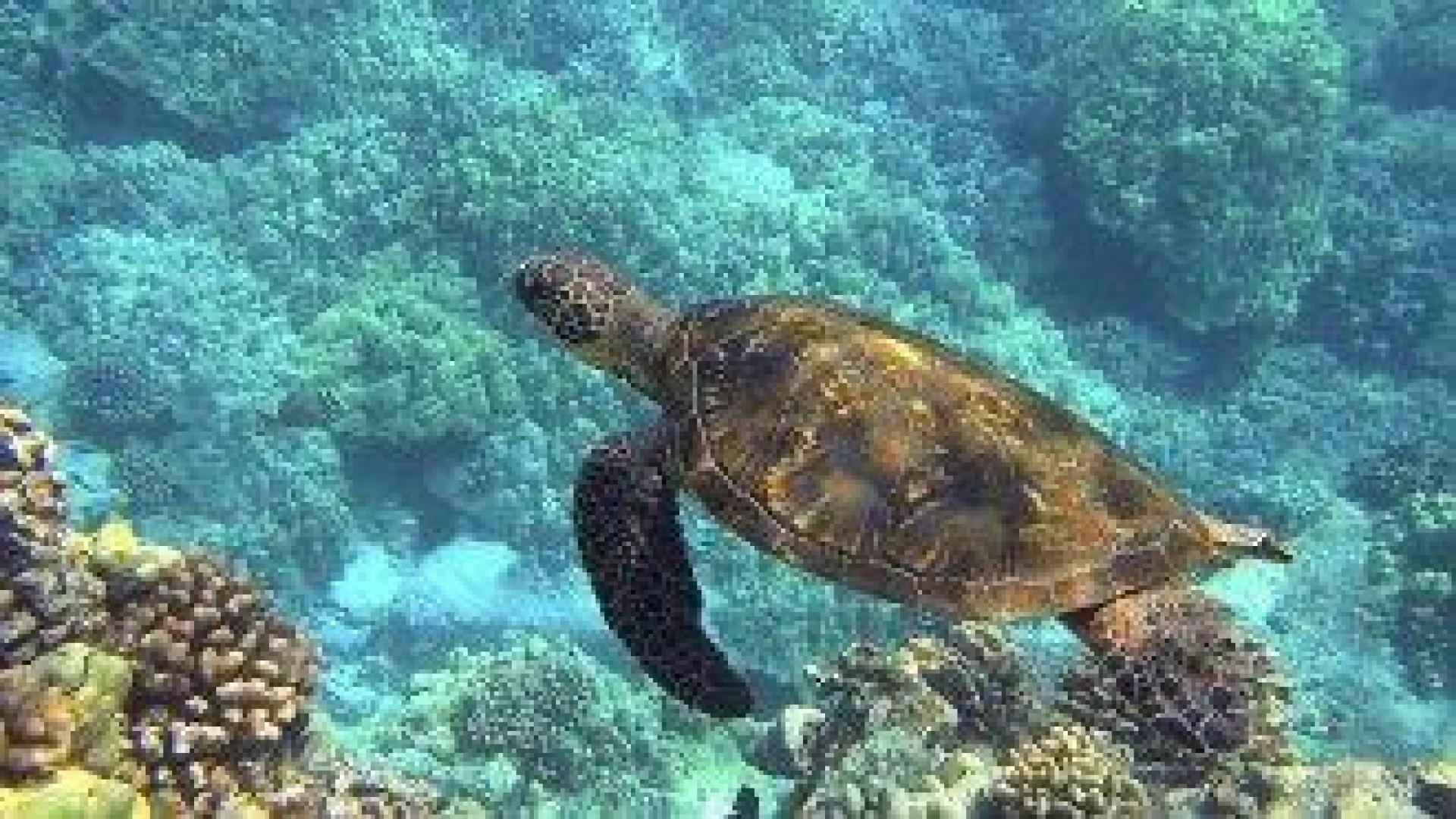Морски костенурки все по-често хапят плувци във водите край гръцкия остров Крит