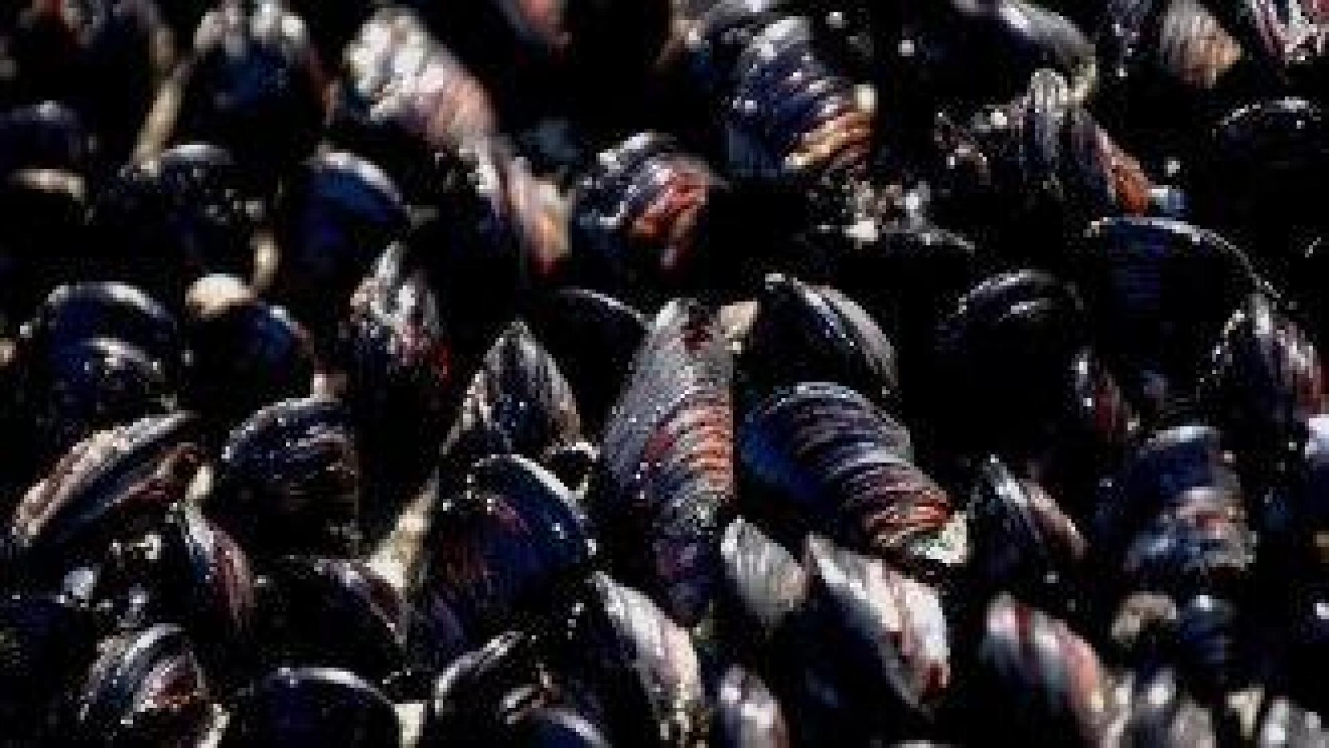 Европрокуратурата разследва предполагаема измама с мидена ферма край нос Емине