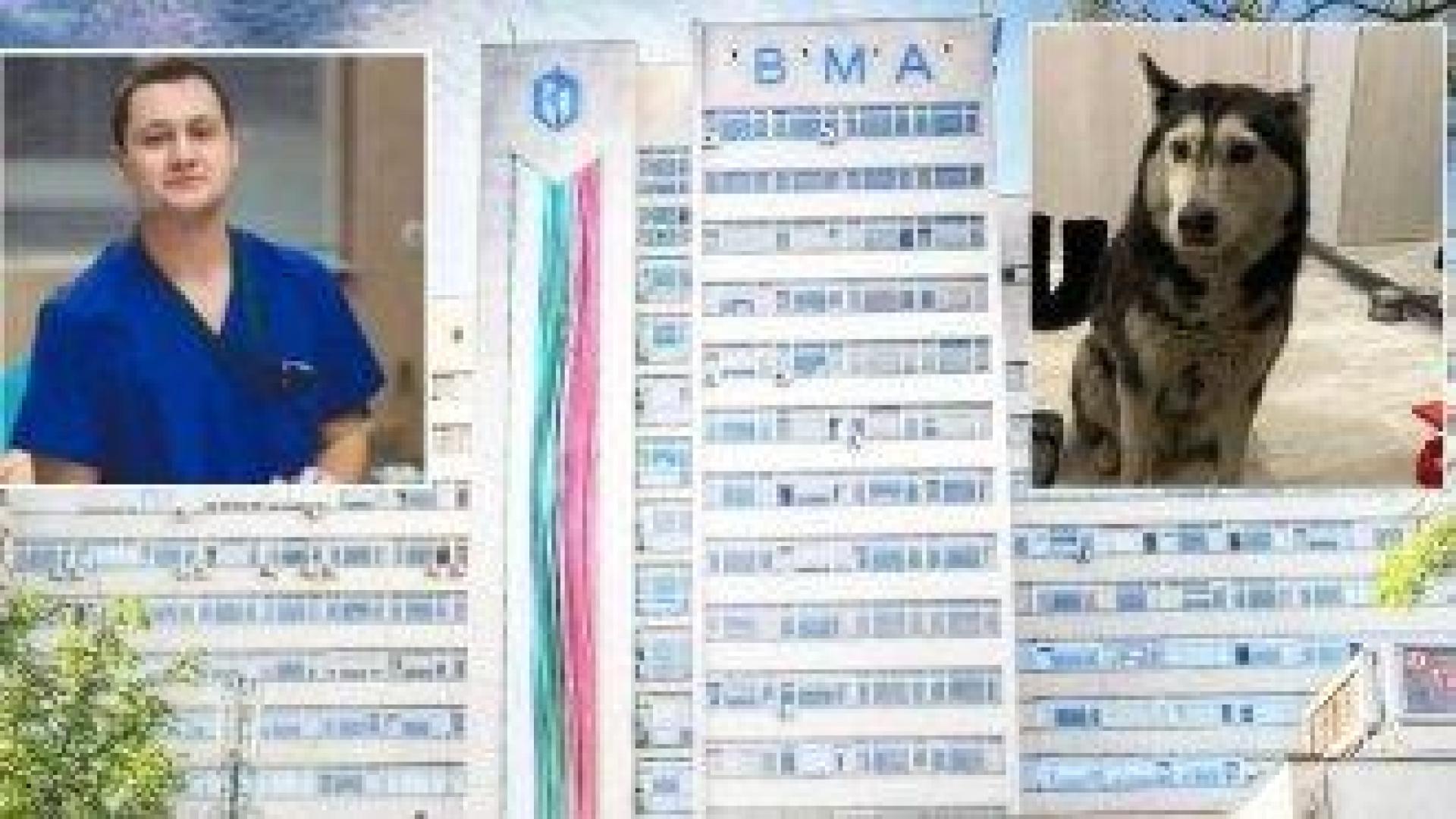 ВМА отстрани лекаря от работа до изясняване на случая с прегазеното куче