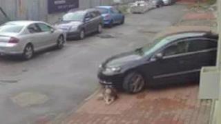 Разследващите чакат експертиза за прегазеното куче