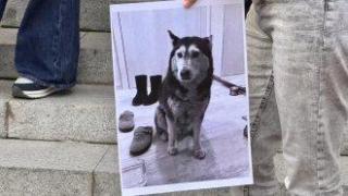 "Те не могат да говорят, ти защо мълчиш?". Протест срещу насилието над животни поиска законови промени