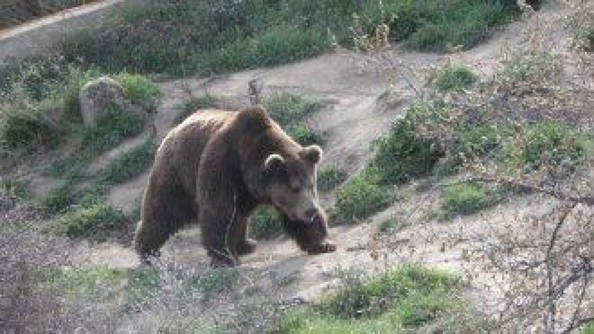 Забелязана мечка в Карлово. Агроведомството изпрати патрули