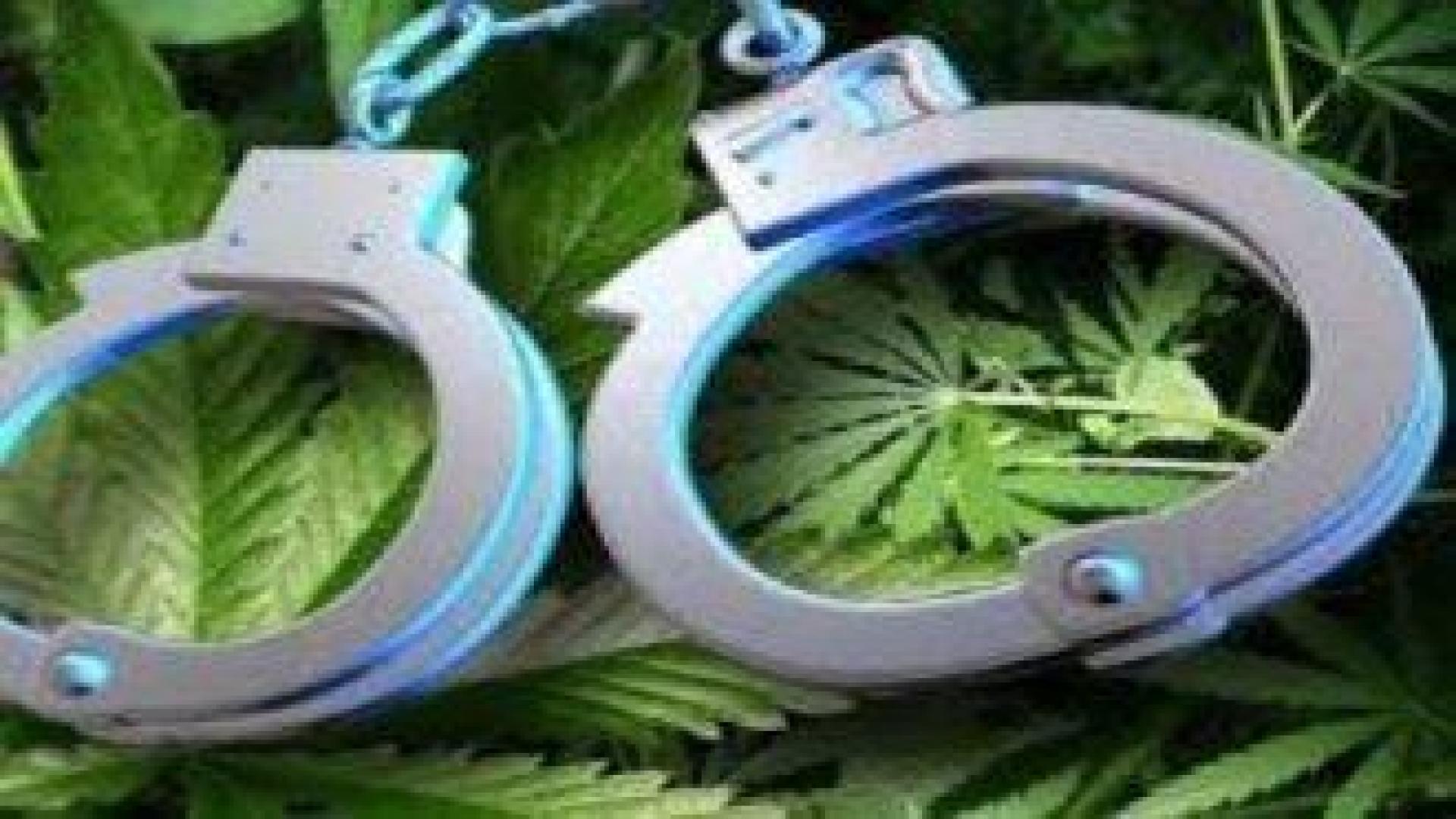 Седем арестувани в Старозагорско при акции с открити над 30 кг марихуана