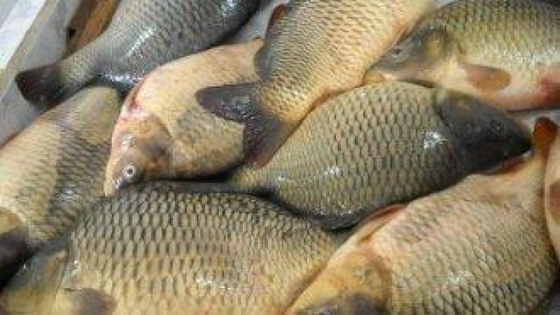 Билетът за риболов поскъпва със 100%. Държавата: таксата ще се покрие от улов на 2.5 кг шаран