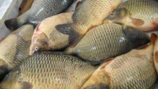 Билетът за риболов поскъпва със 100%. Държавата: таксата ще се покрие от улов на 2.5 кг шаран