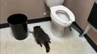 Енот бандит влезе в магазин за алкохол, напи се и припадна в тоалетната