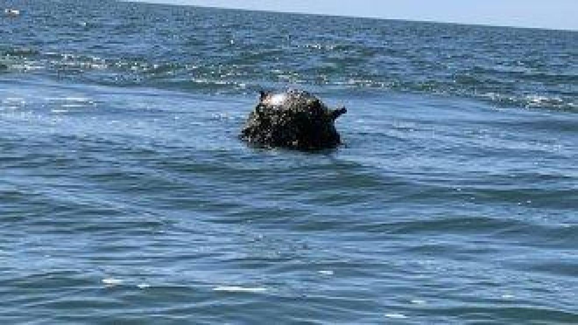 Румънските военни взривиха морски дрон в Черно море