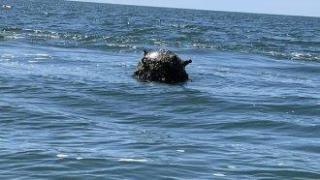 Румънските военни взривиха морски дрон в Черно море