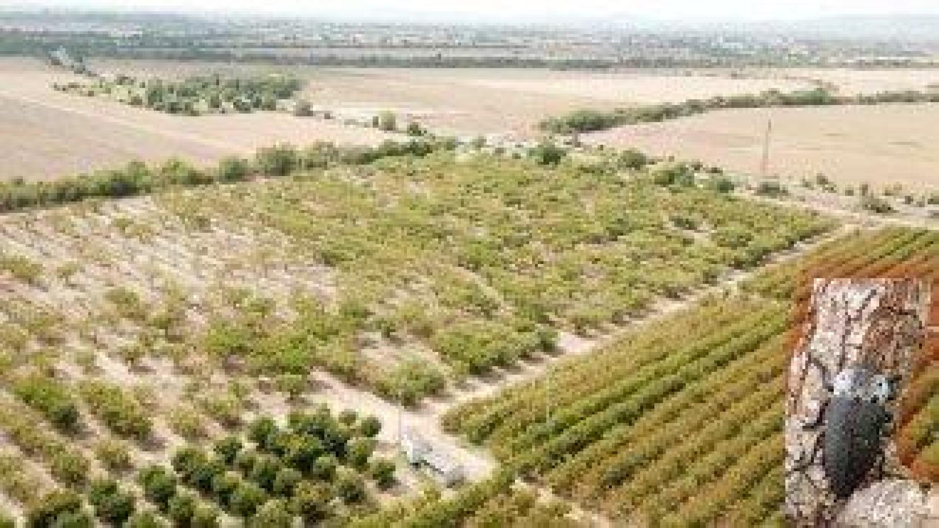 "Черна златка" унищожи плодни градини в редица райони на страната това лято