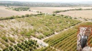 "Черна златка" унищожи плодни градини в редица райони на страната това лято