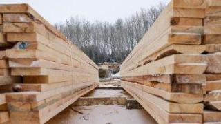 За 1 милиард евро годишно: Как дървен материал от Русия стига до ЕС въпреки санкциите