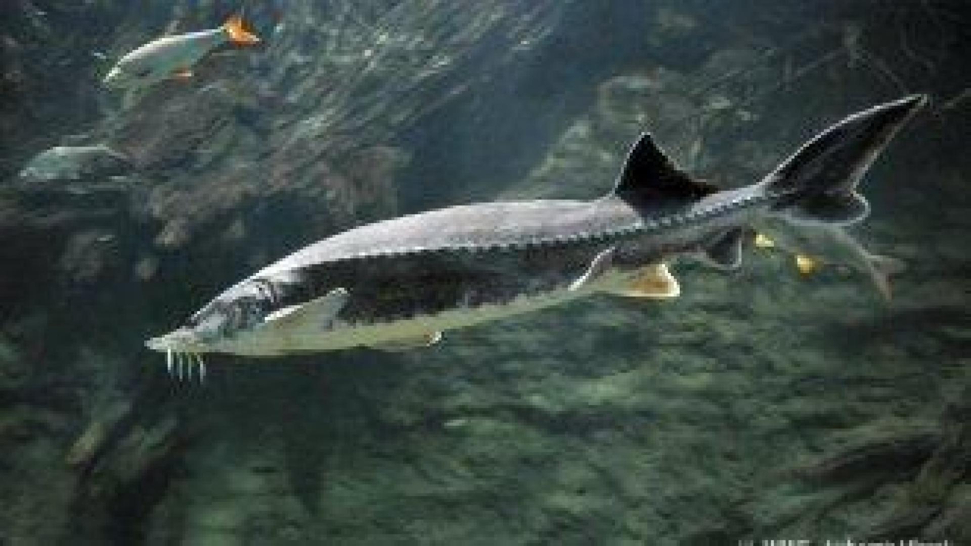 България забранява безсрочно улова на есетрови либи