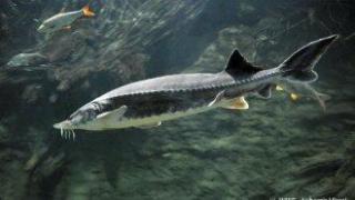 България забранява безсрочно улова на есетрови либи