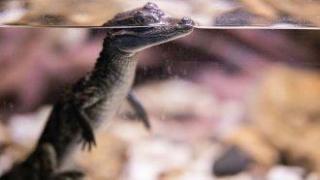 В глобална операция на Интерпол бяха иззети рекордни количества диви животни, растения и дървен материал