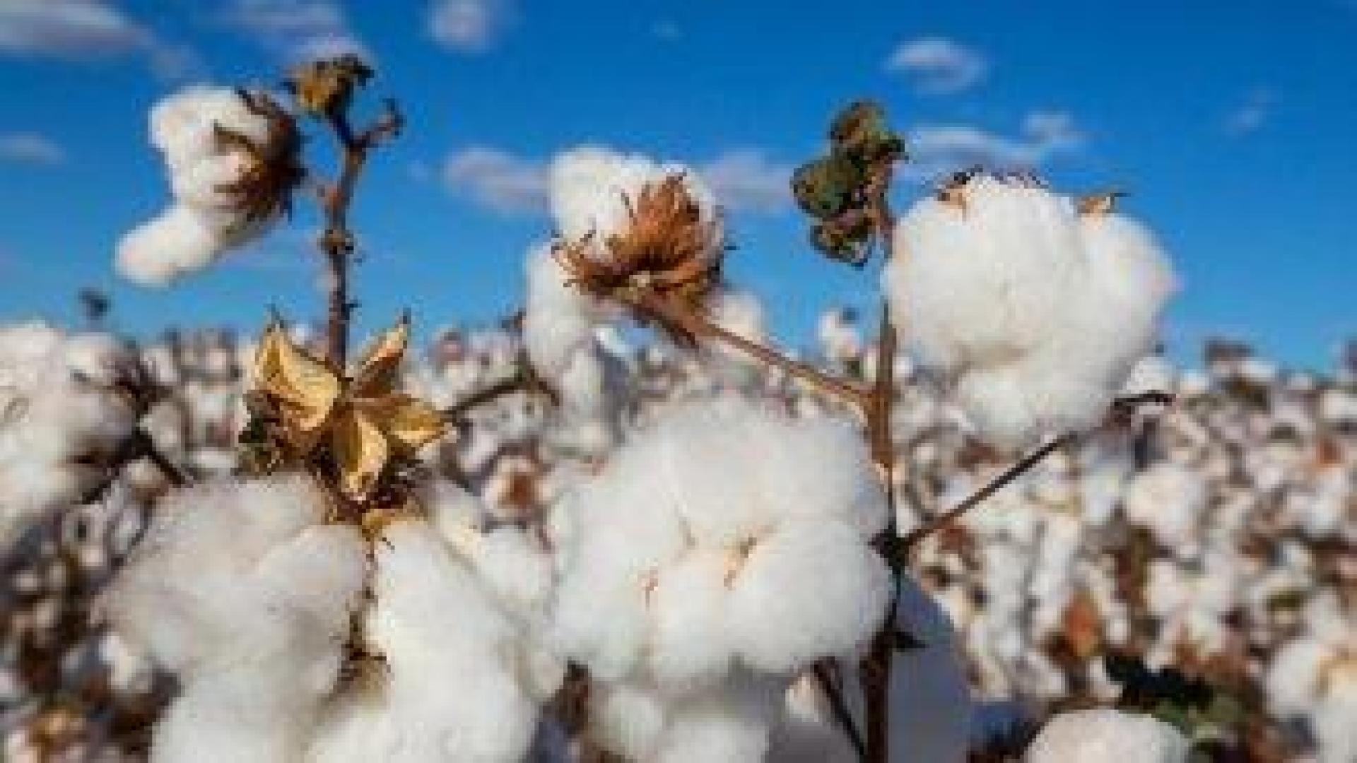 Памук за барут. Военният завод на Rheinmetall носи надежди за рестарт в земеделието