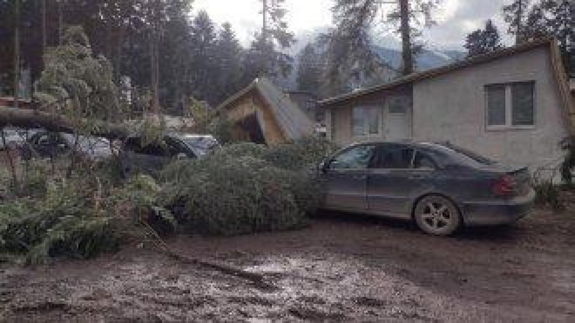 Ураганен вятър събори дървета в Боровец, кметът на Самоков активира BG Alert