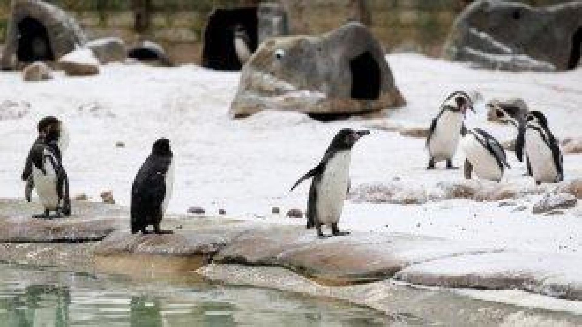 Западна Европа се подготвя за нови снеговалежи и поледици