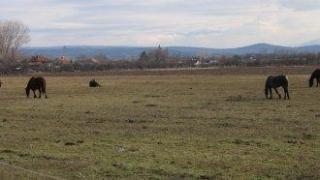 Собственик на коне ще бъде съден заради катастрофа със смъртен случай