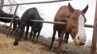 Коне изгоряха при пожар във варненска база